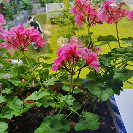 Appartement Fully * Fully