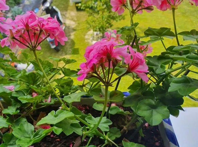 Appartement Fully * Fully